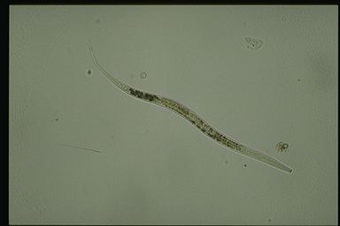 microworm.jpg